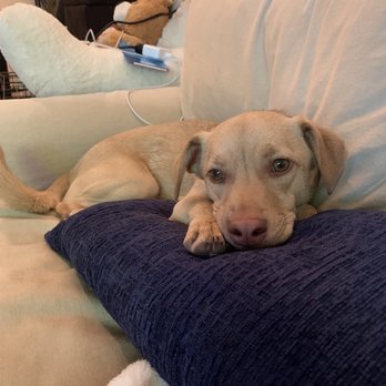 east coast canine rescue