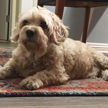 Land Of Paws - Francis before -- shaggy and a little dirty. - Pet Groomers Near Me - Simi Valley, California Land Of Paws - Francis before -- shaggy and a little dirty. - Pet Groomers Near Me - Simi Valley, California