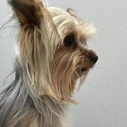 Gallatin Animal Hospital