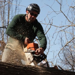 Mandella's Tree Service - Tree trimming