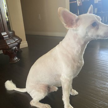 Benji’s Dog Grooming - the ugly tail & uneven lines - Pet Groomers Near Me - Van Nuys, California