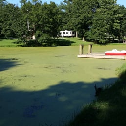 Green stuff on pond Green stuff on pond