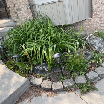 Forever Growth - Before brush removal and garden clean up - Lawn Services Near Me