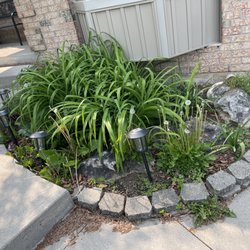 Forever Growth - Before brush removal and garden clean up