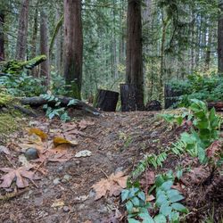 Gaffney's Grove