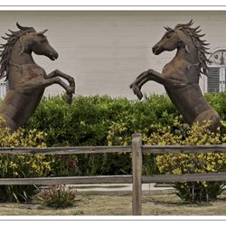 Moorpark hay company