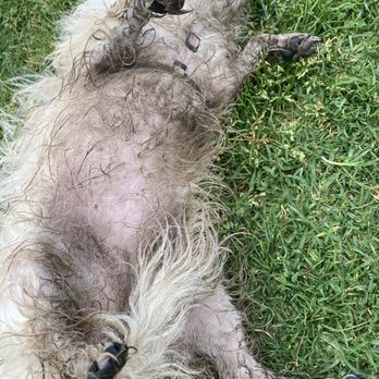 Pet Wash - a lil' too much fun playing in mud... - Pet Groomers Near Me - Calabasas, California