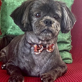 Pet Stop Grooming - Pet Groomers Near Me - Garden Grove, California