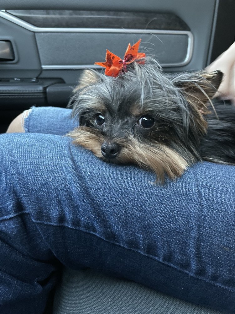 CHINO HILLS PET GROOMING 132 Photos & 124 Reviews 2575 Chino Hills