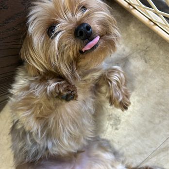My's Alterations - It is because of this cutie! They now have a puppers! - Sewing & Alterations Near Me - Chino, California My's Alterations - It is because of this cutie! They now have a puppers! - Sewing & Alterations Near Me - Chino, California