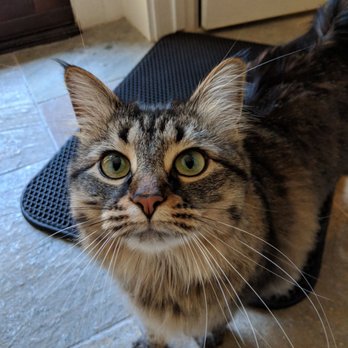 Pawsitively Purrfect Pet Sitting - Dog Walkers Near Me Pawsitively Purrfect Pet Sitting - Dog Walkers Near Me