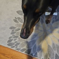 Four Paws Dog Day Camp and Kennel
