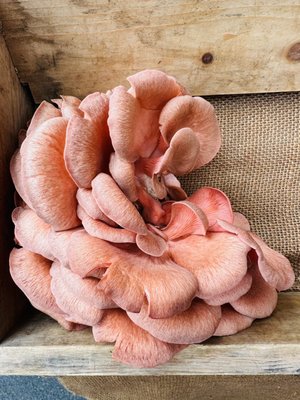 Santa Barbara Farmers Market // Saturday by null