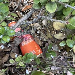 Carlmont High School - Soda cans thrown into resident yards
