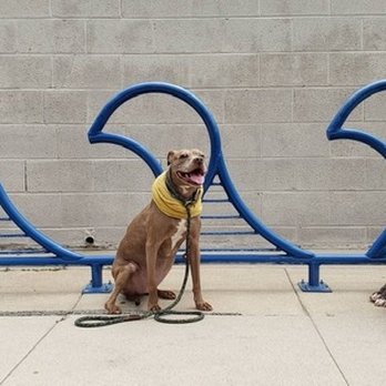 K9HS - Canine High School - A great dog day! - Pet Training Near Me K9HS - Canine High School - A great dog day! - Pet Training Near Me