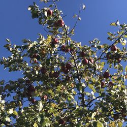 Deardorff Orchards