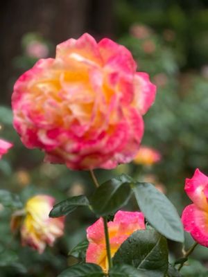 International Rose Test Garden by null