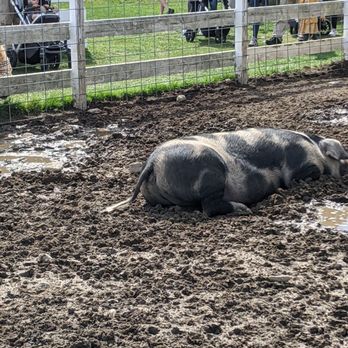 The Farm - Pig - Farms Near Me - Plymouth, Massachusetts The Farm - Pig - Farms Near Me - Plymouth, Massachusetts