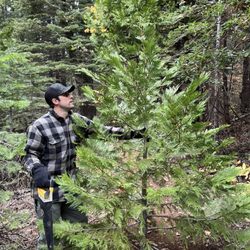 Roberts Christmas Tree Farm - Found the one!