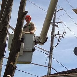 Wight Tree Service