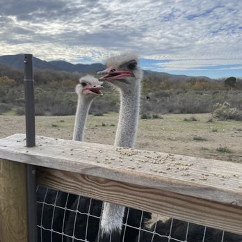 Ostrichland USA - Attraction Farms Near Me - Solvang, California
