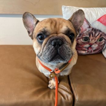 MexiVet Express - Veterinarians Near Me