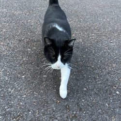 Metzler Park Recreation Site - One of the campground cats