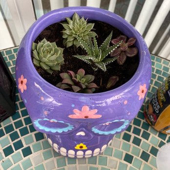 Wild Roots - Baby succulents - Nurseries & Gardening Near Me - St. Petersburg, Florida Wild Roots - Baby succulents - Nurseries & Gardening Near Me - St. Petersburg, Florida