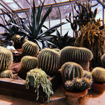 Lamberton Conservatory - The cacti! - Botanical Gardens Near Me - Rochester, New York Lamberton Conservatory - The cacti! - Botanical Gardens Near Me - Rochester, New York