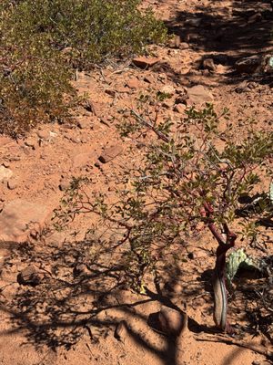 Devil's Bridge Trailhead by null