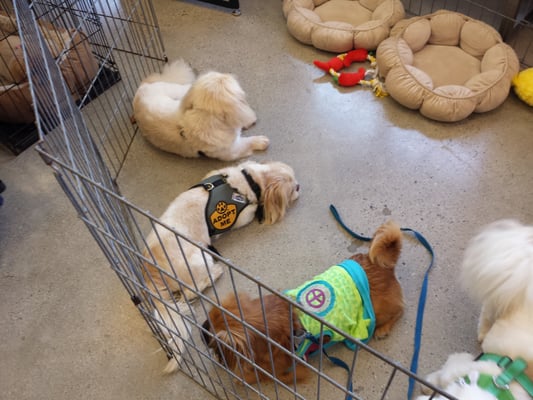 Unleashed by Petco by null