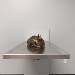 Garfield Animal Hospital