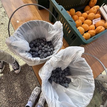 Santa Barbara Blueberries - Fruits & Veggies Near Me - Gaviota, California Santa Barbara Blueberries - Fruits & Veggies Near Me - Gaviota, California