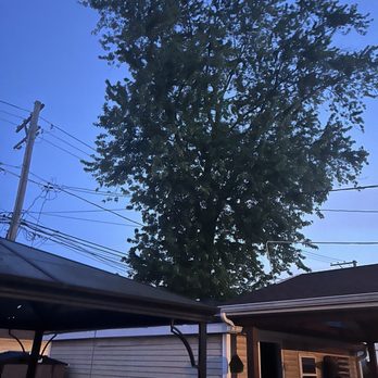 County Tree Service - Enormous Maple. Between 2 garages. - Tree Services Near Me - Stickney, Illinois
