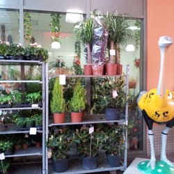 Blumen Fach Geschäft