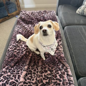 The Pawsitive Salon - That little bandana moment? 10/10. - Pet Groomers Near Me - Bakersfield, California