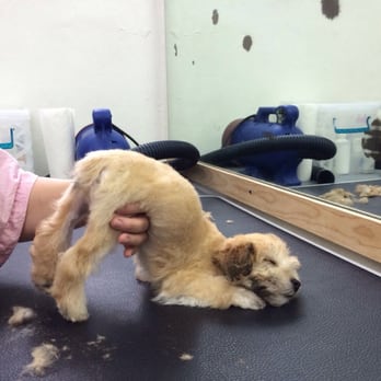 I-Stay U-Go - Peanut's 1st haircut...Hilma whispered him to sleep!!! - Pet Training Near Me I-Stay U-Go - Peanut's 1st haircut...Hilma whispered him to sleep!!! - Pet Training Near Me