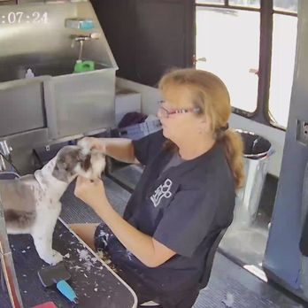 Pet Mobile - Groomer doing her magic. - Pet Groomers Near Me Pet Mobile - Groomer doing her magic. - Pet Groomers Near Me