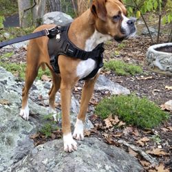 Adopt a Boxer Rescue
