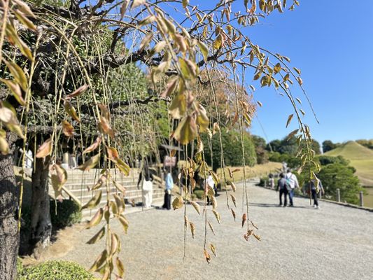 Suizenji Jojuen Garden by null
