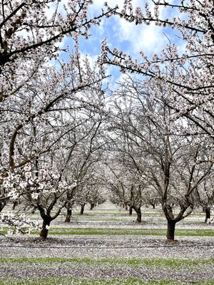Rodin Farms by null