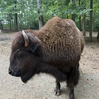 Lazy 5 Ranch - Zoos Near Me - Mooresville, North Carolina