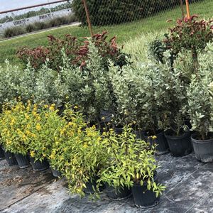 Florida Nursery Mart - 76 Photos & 34 Reviews - Landscaping - 10900