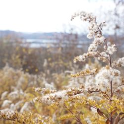 Schumann Preserve