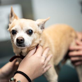 Brownswitch Pet Hospital - Veterinarians Near Me - Slidell, Louisiana