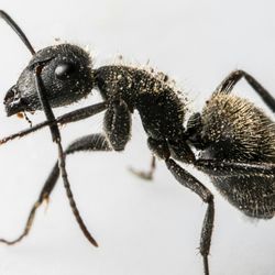 Outbackzack's Pest Removal