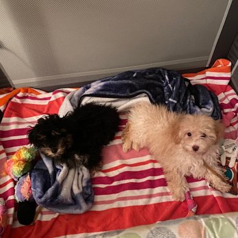 Puppy Place - Babies - Pet Breeders Near Me - Hawarden, Iowa Puppy Place - Babies - Pet Breeders Near Me - Hawarden, Iowa