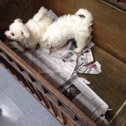Greene's Dog Grooming & Kennels - We got TWO Bichon puppies:D