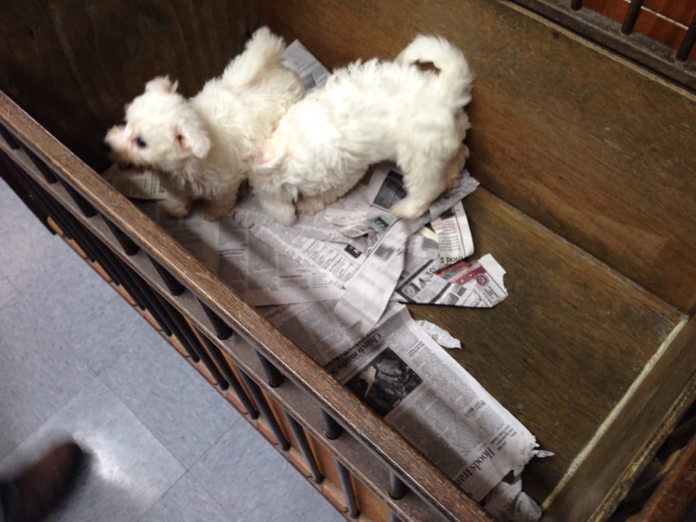 GREENE’S DOG GROOMING & KENNELS 613 E Brown St, Randleman, North