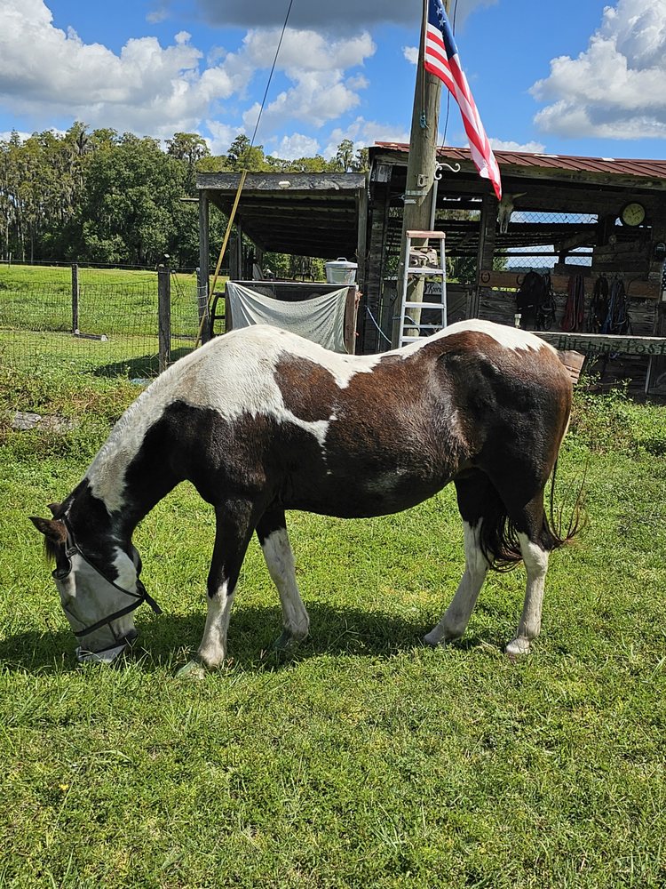 Leaning tree ranch training and boarding - equestrian in Thonotosassa, FL